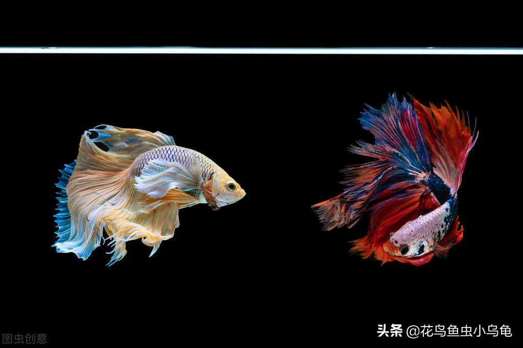 普叉斗鱼为什么喜欢跳缸,斗鱼跳缸能跳多高