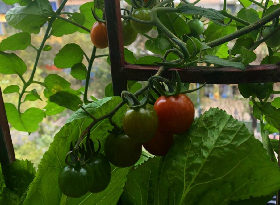 12月家里供暖足，搁阳台养西红柿，埋点肥冬天猛窜个，呼呼结果