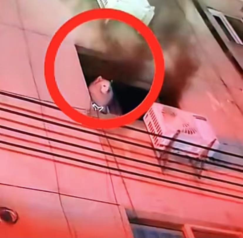 家中起火狗狗趴窗求救,家中起火狗狗救全家