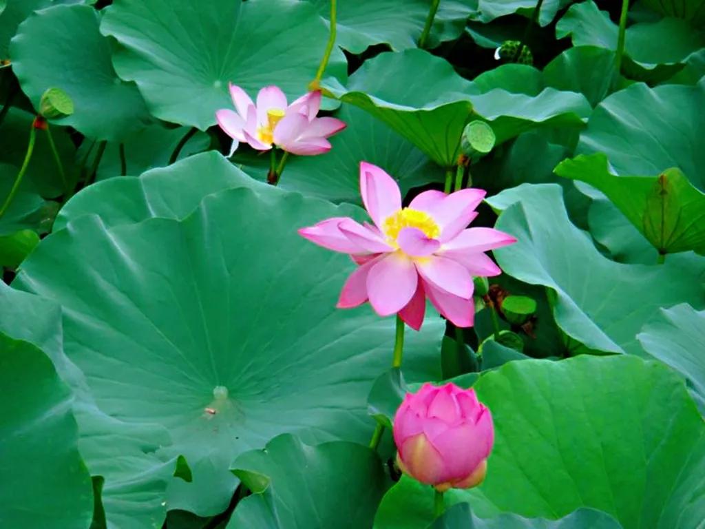 八大处公园最新通知,公园旅游景点排行