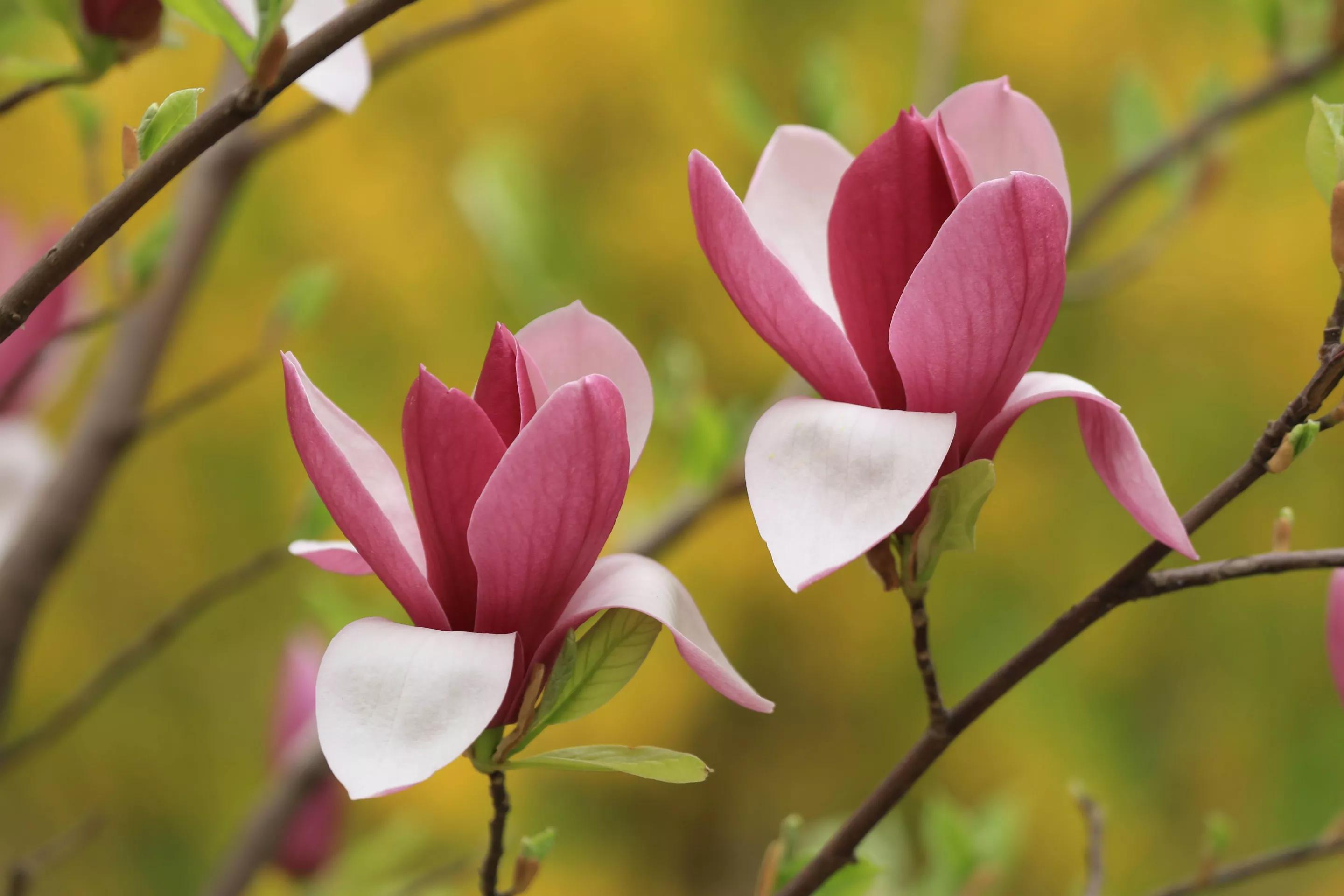 春暖花开人间有爱,迎接春暖花开愿所有美好如约而至