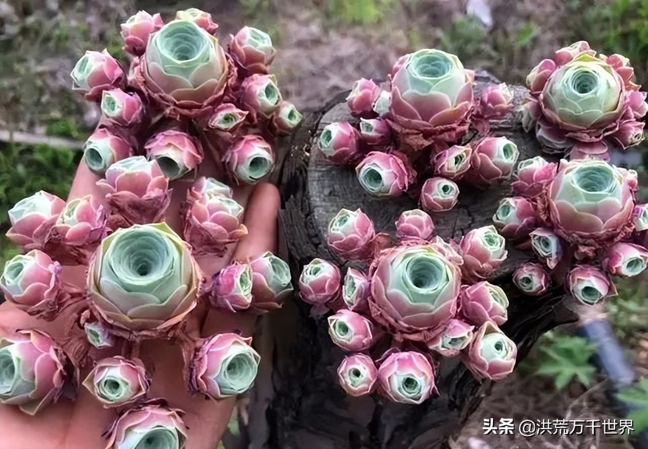 新手养山地玫瑰,山地玫瑰徒长