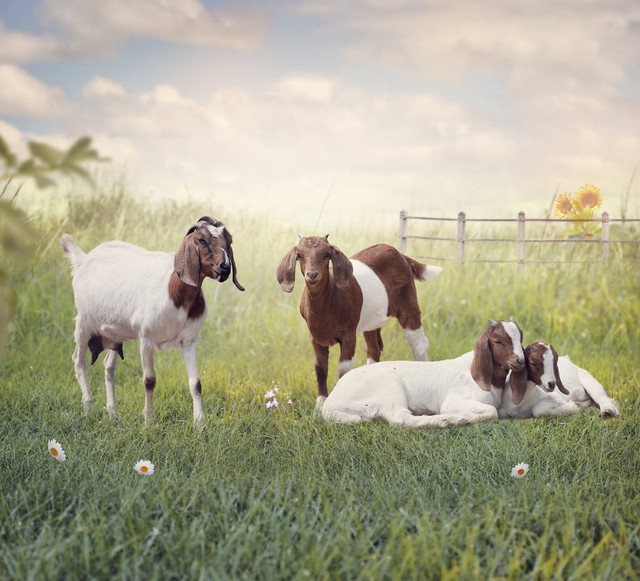 养羊在农村养多少只和打工差不多,6万元可以养羊吗