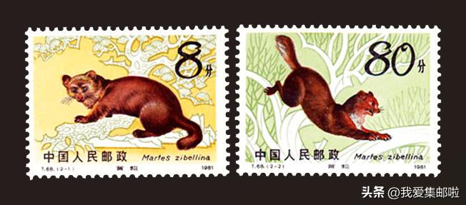 十大濒危动物国际珍惜动物保护日,世界动物日科普视频