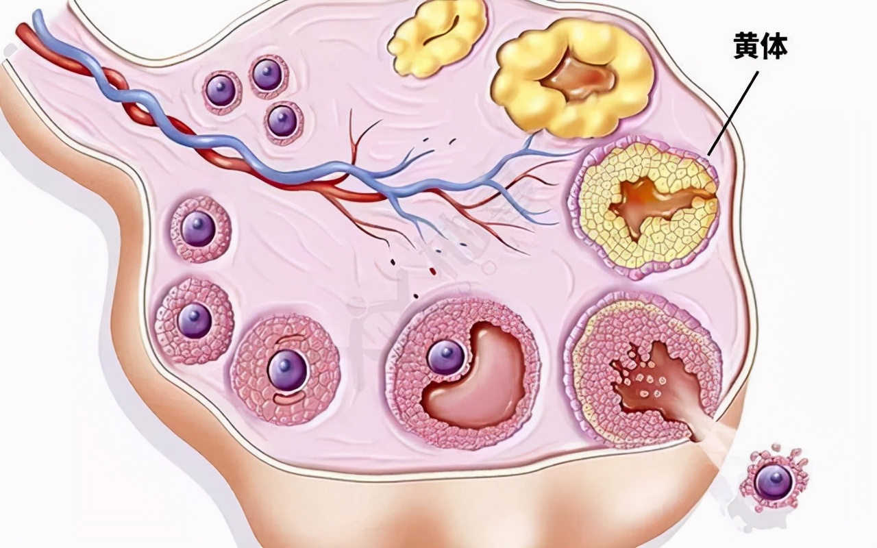 为何月经结束后，会有“褐色分泌物”？一文为你解答