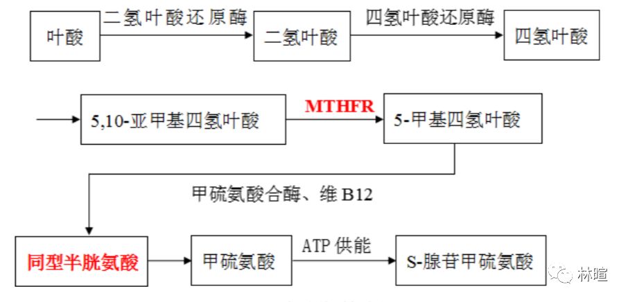 同型半胱氨酸高症状,同型半胱氨酸范围是多少