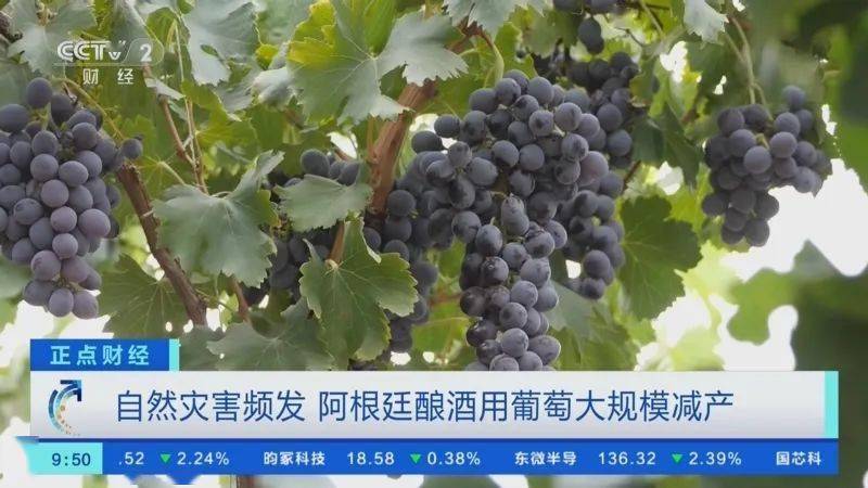 中葡股份今年中报盈利多少,中葡股份葡萄酒