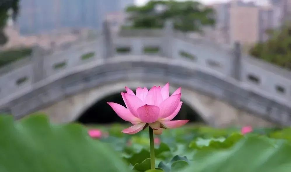 莆田荷花花海,莆田夏天哪里赏荷花