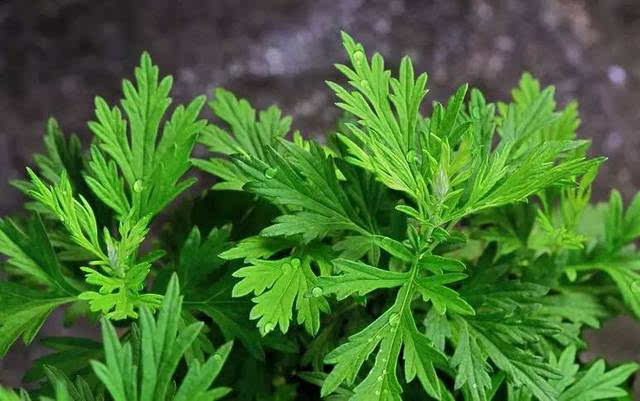 夏天家里蚊子怎么消灭最快方法,家里蚊子多一个小妙招就能解决