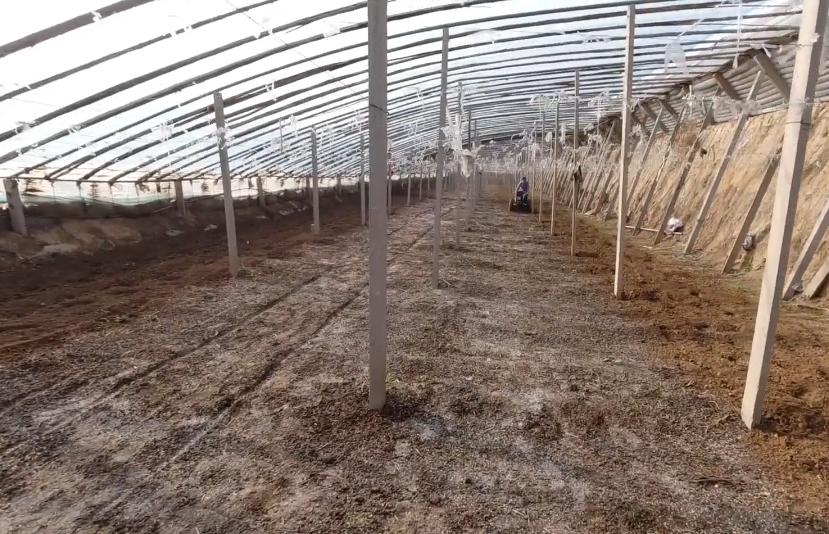 蔬菜施饼肥好还是复合肥好,蔬菜用复合肥还是缓释肥