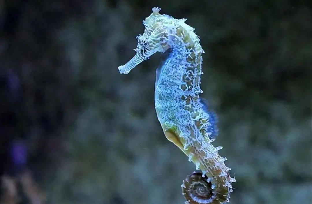 漂亮的神秘海马,神秘海马