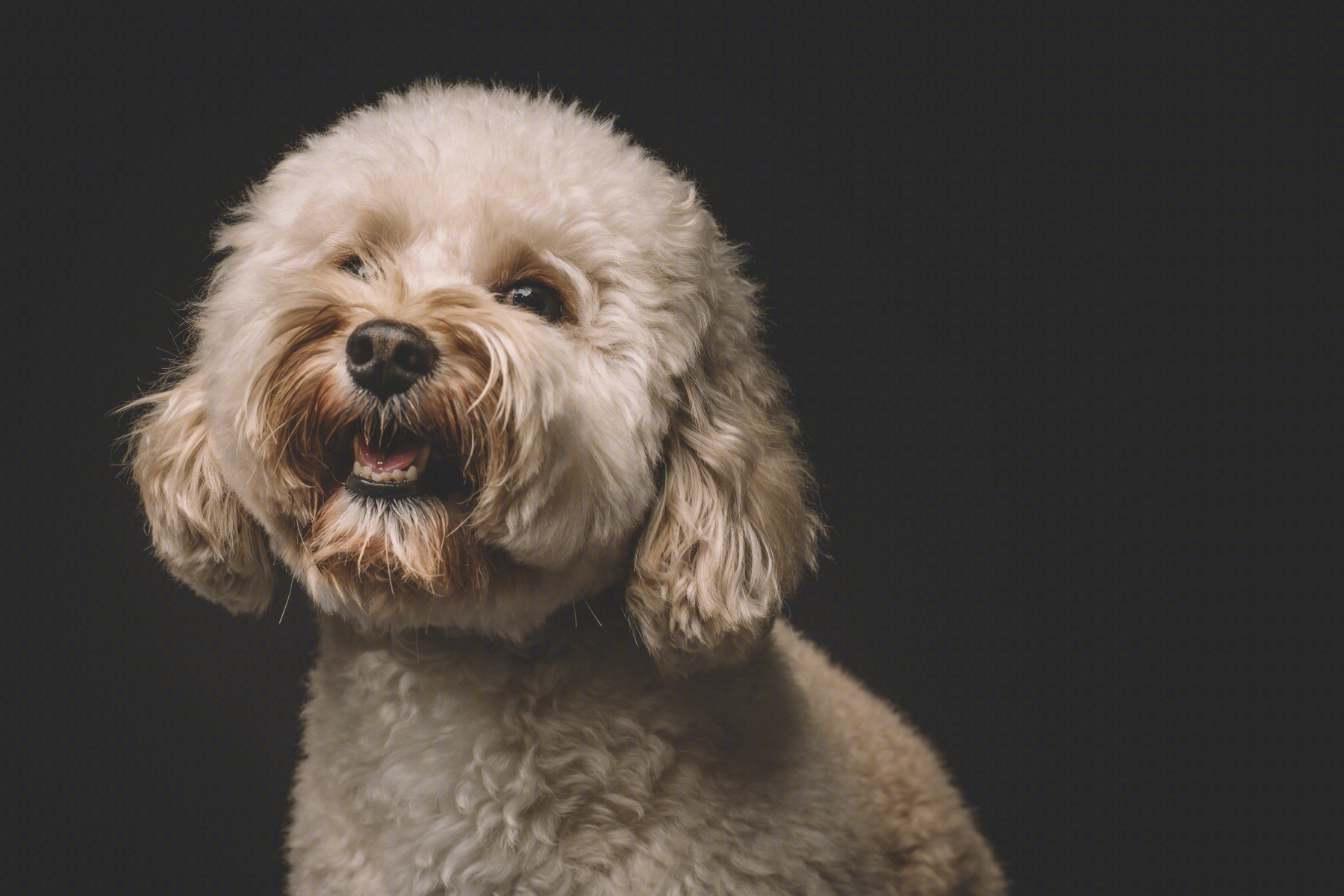 泰迪最想告诉你的几件事,泰迪知道什么秘密