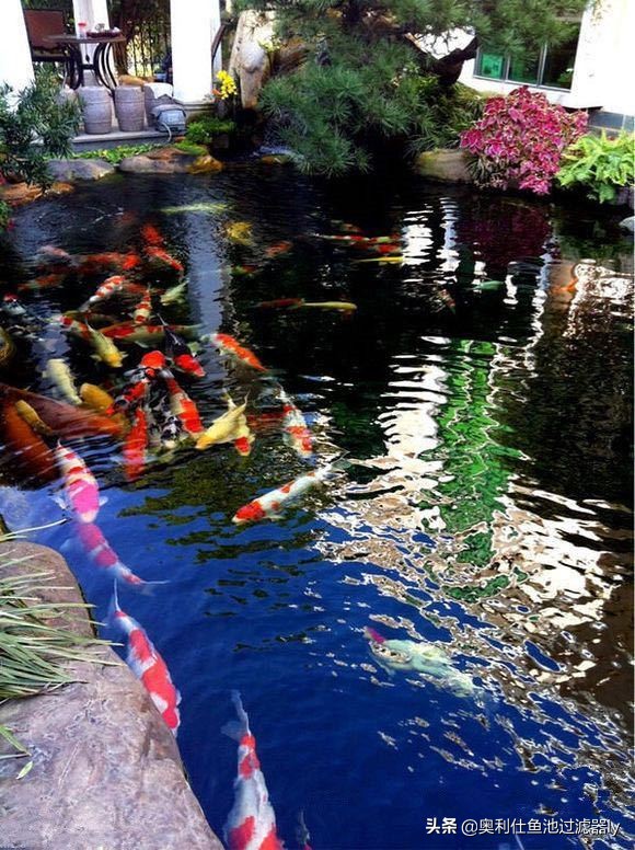 室内鱼池有腥味怎么办,鱼池水出现腥味怎么办