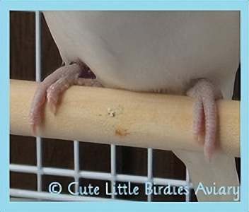 虎皮鹦鹉绿和蓝哪个基因强,虎皮鹦鹉白化红眼基因