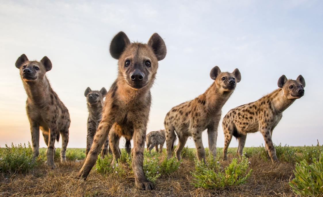 如果将40只比特犬投入非洲大草原，称霸一方还是真的活不过一周？
