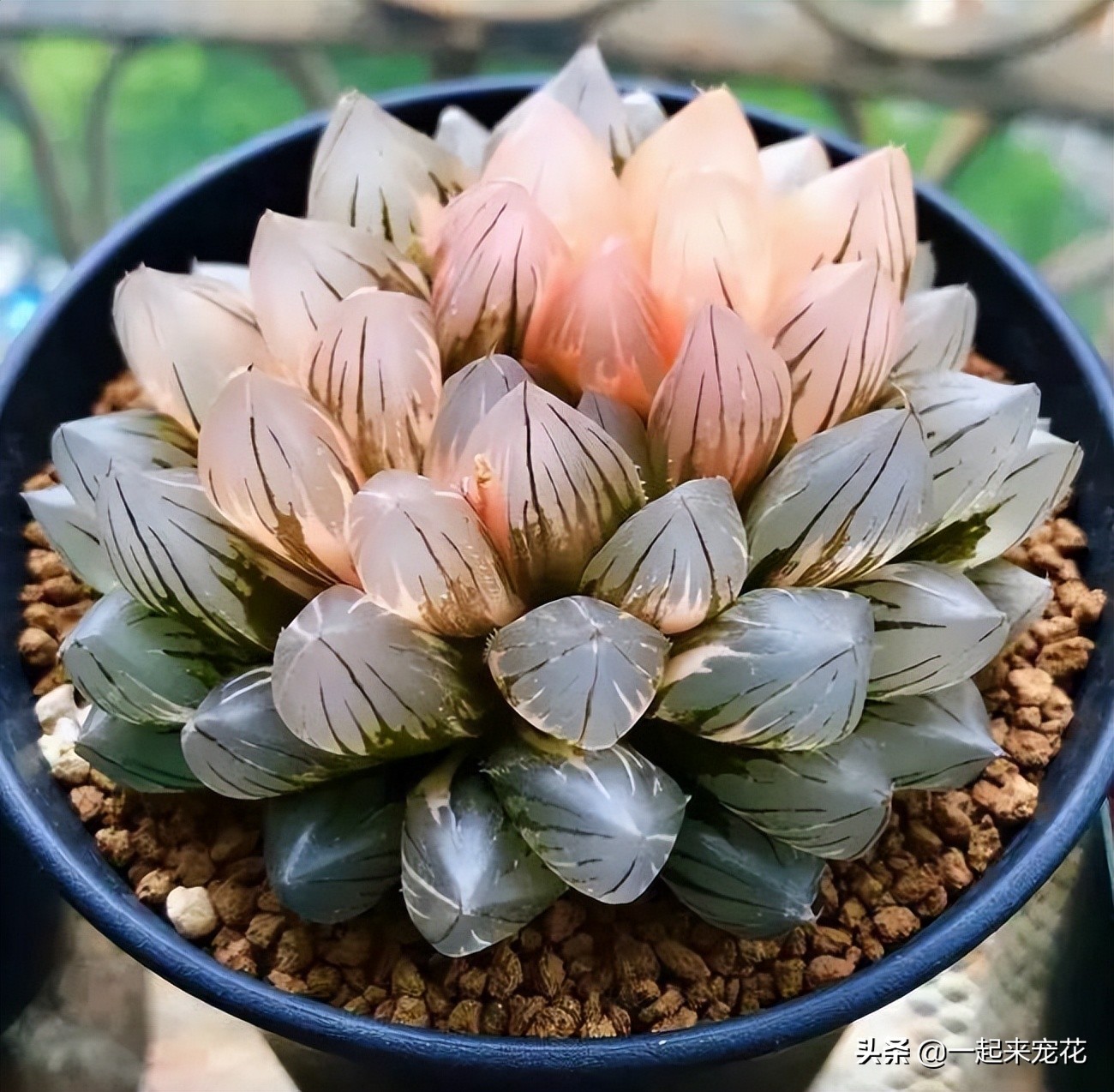 公认好养的4种多肉植物,多肉的潜力股有哪些