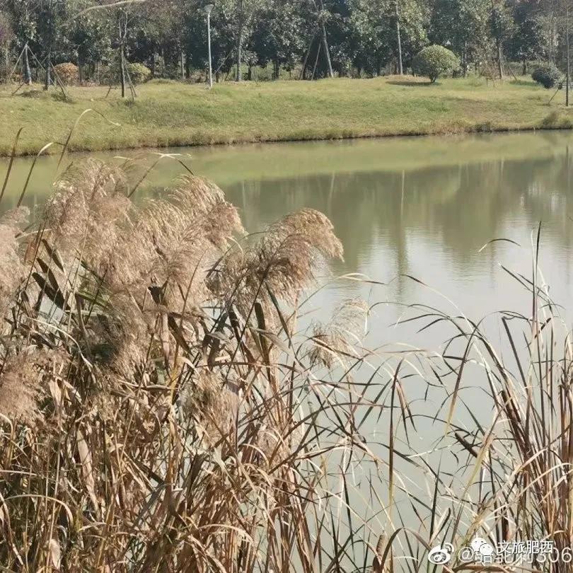 原来，在社交平台中，肥西的真实风景是这样的