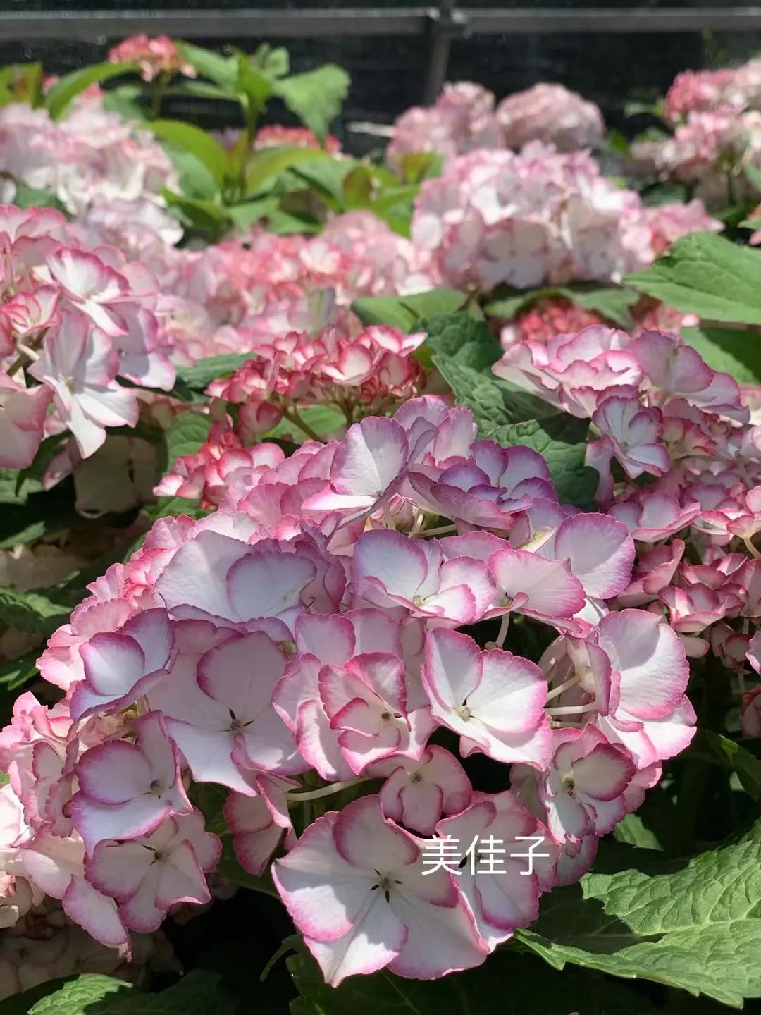 绣球花期一般多久,绣球花期后什么时候修剪