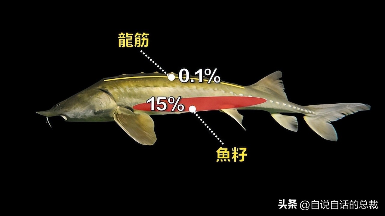 从2亿年不进化的王者，到比黄金还贵的食物，背后隐藏着商业秘密