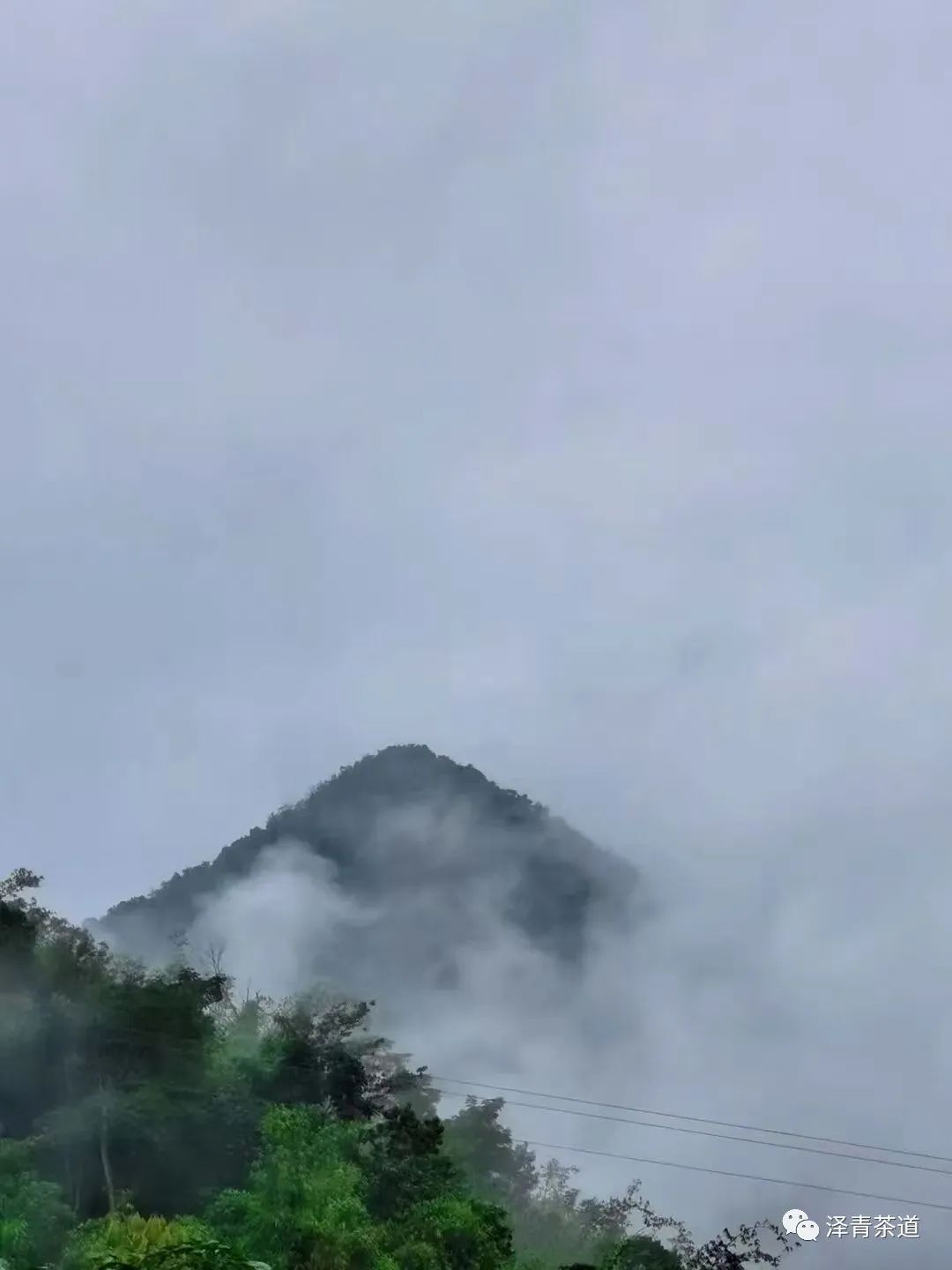 普洱茶各大山头的特性和口感图文,普洱茶老茶头的口感特点有哪些