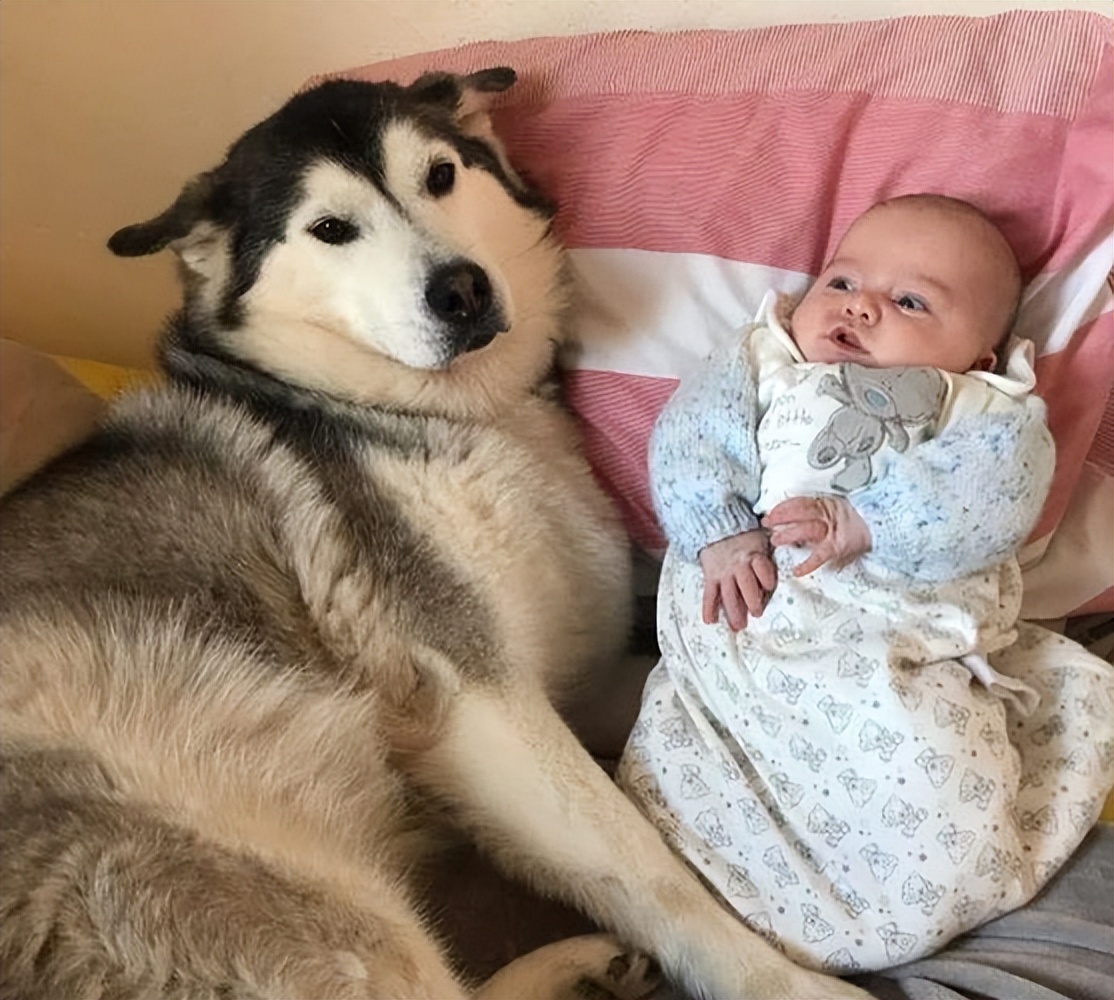 养什么狗好不咬人又温顺又聪明,哪种狗性格温顺安静而且忠于主人