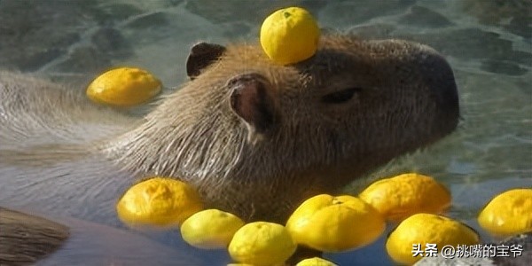 见过拿柚子洗澡吗？日本人必泡，和羊肉汤一样出名的冬至柚子浴