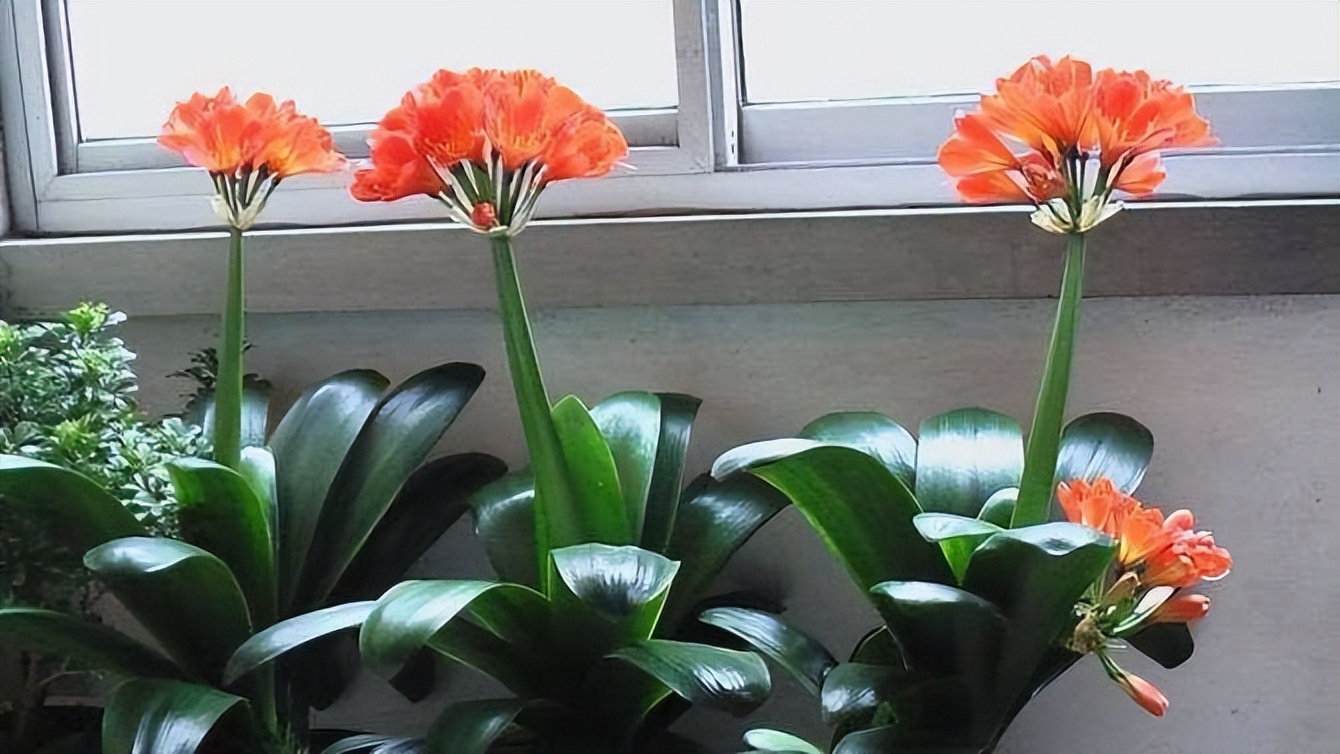 摆在家里最旺的十种花,什么花摆放卧室好养又好看