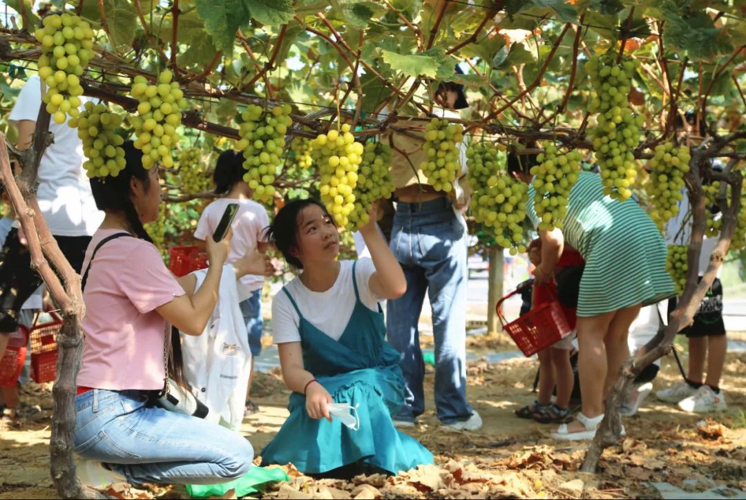 优质农产品葡萄丰收,葡萄丰收助力三农