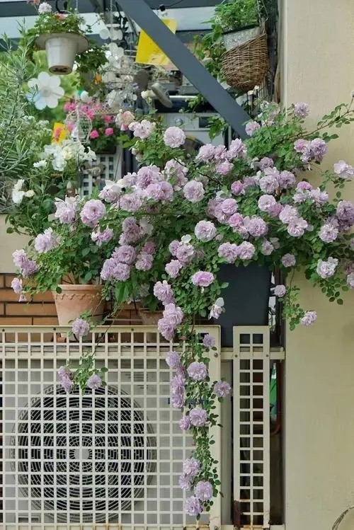 阳台上养这6种花一年四季闻清香,适合小院养的好看又常开花的花