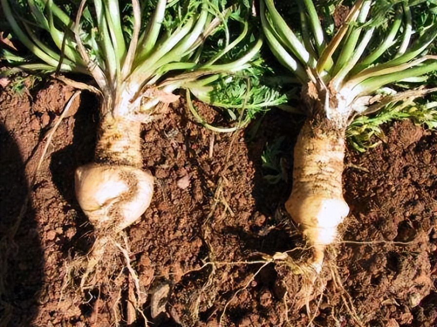 真正的玛咖价格,曾经风光无限现在穷困潦倒的人