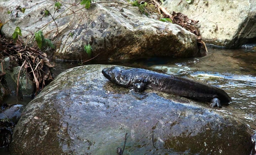 中国的娃娃鱼图片和特征,我国发现纯种野生娃娃鱼