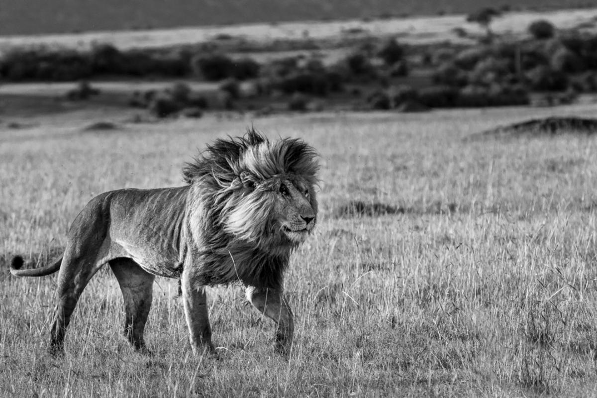 狮王刀疤被谁击败,狮王刀疤狮群称王达9年