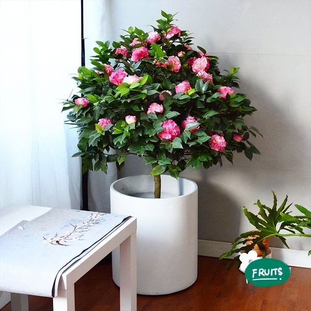 代表富贵吉祥的花草,有寓意的花草名