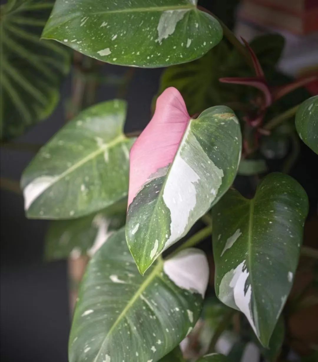 盘点24个常见蔓绿绒品种，叶色靓丽颜值高，总有一款撬动你的心！