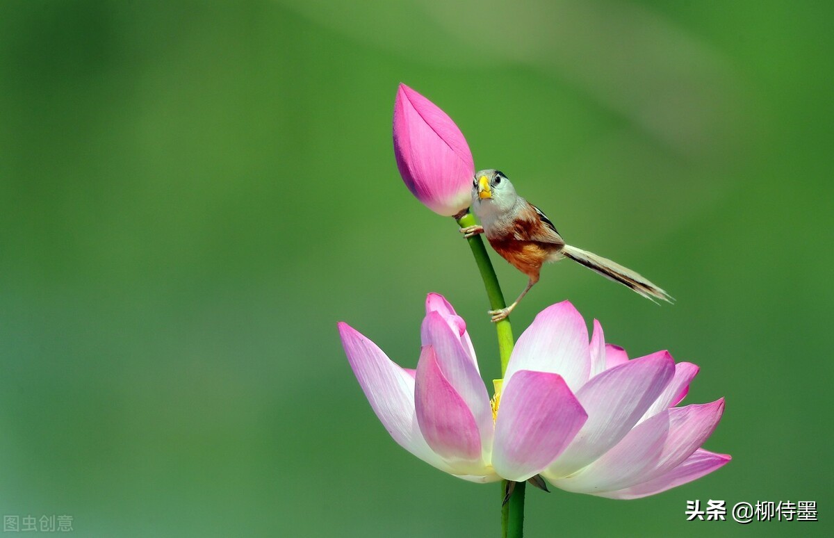 如何拍荷花才不俗,拍摄荷花忌讳
