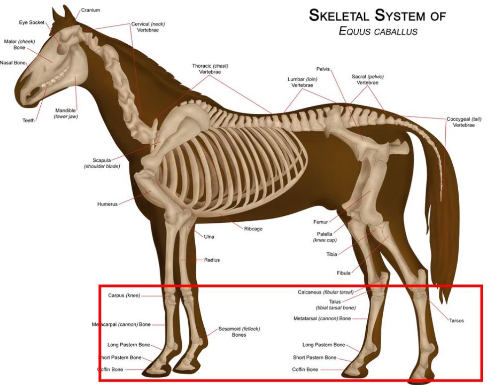 奥运会马术运动员摔死亡,奥运会马术比赛选手丧生