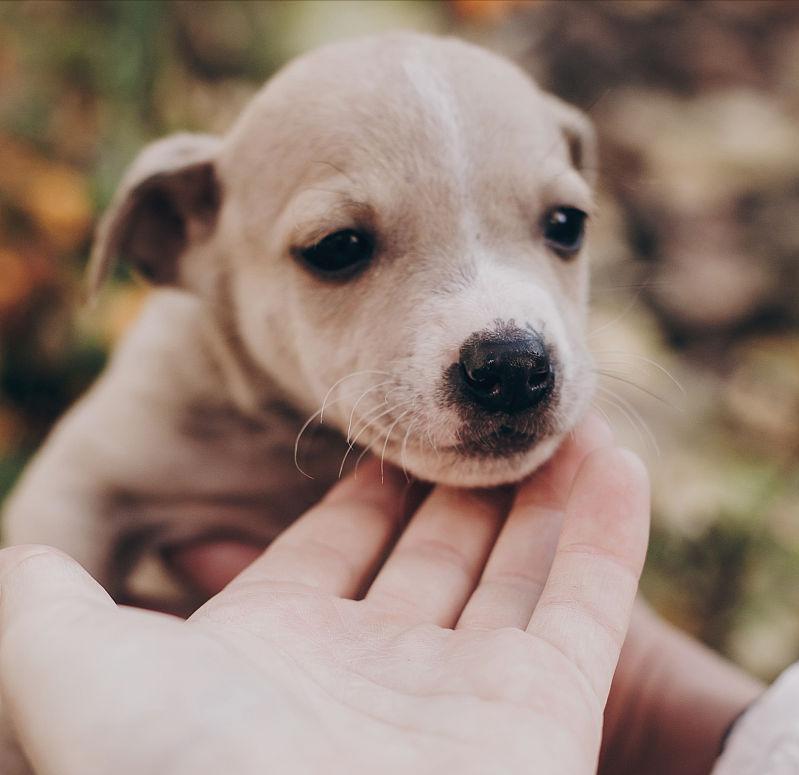 狗狗生长发育需要什么营养,狗狗生长发育顺序