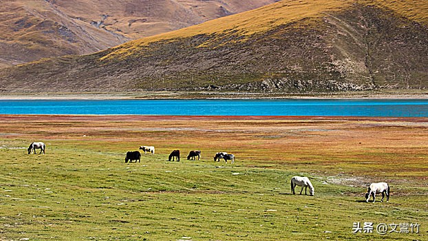 两夫妻走到西藏无人区碰见狼群,真正古老的纯种藏獒