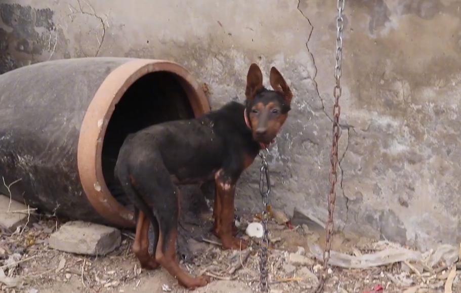 流浪狗被小孩子暴打,流浪狗被孩子家长打