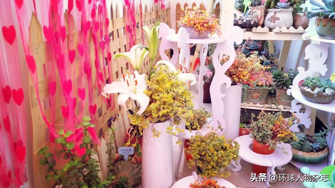 江苏姑娘养多肉,山东女子在家养千盆多肉