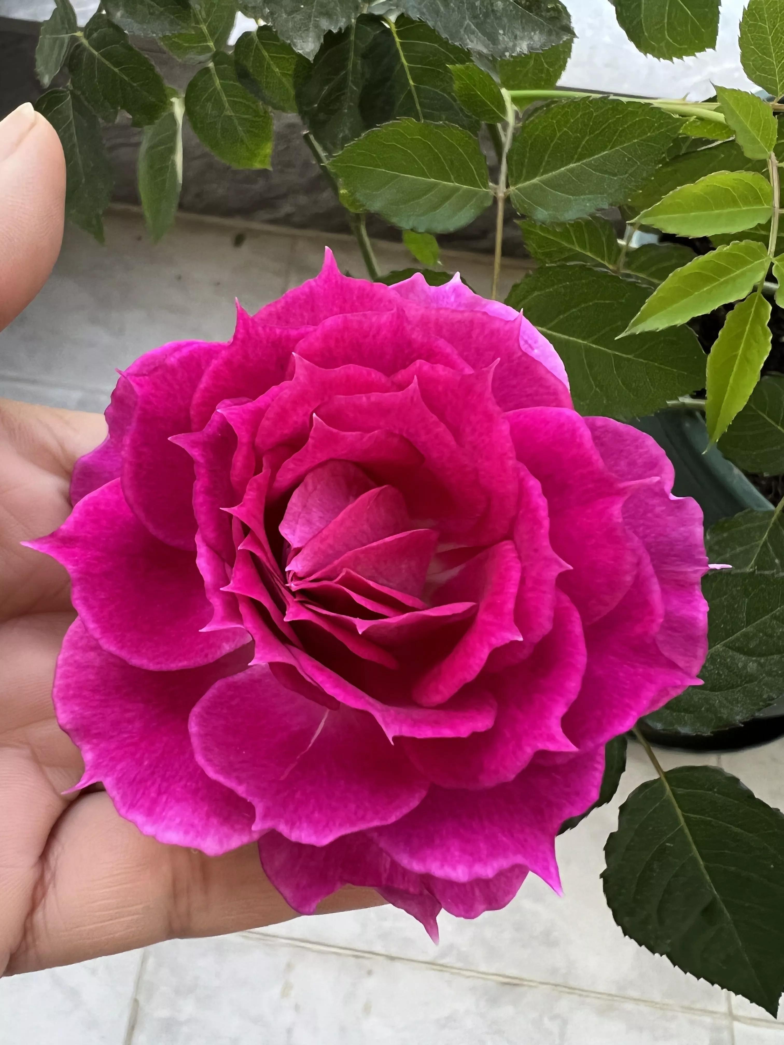 月季品种醉花,月季品种大全及图片欣赏