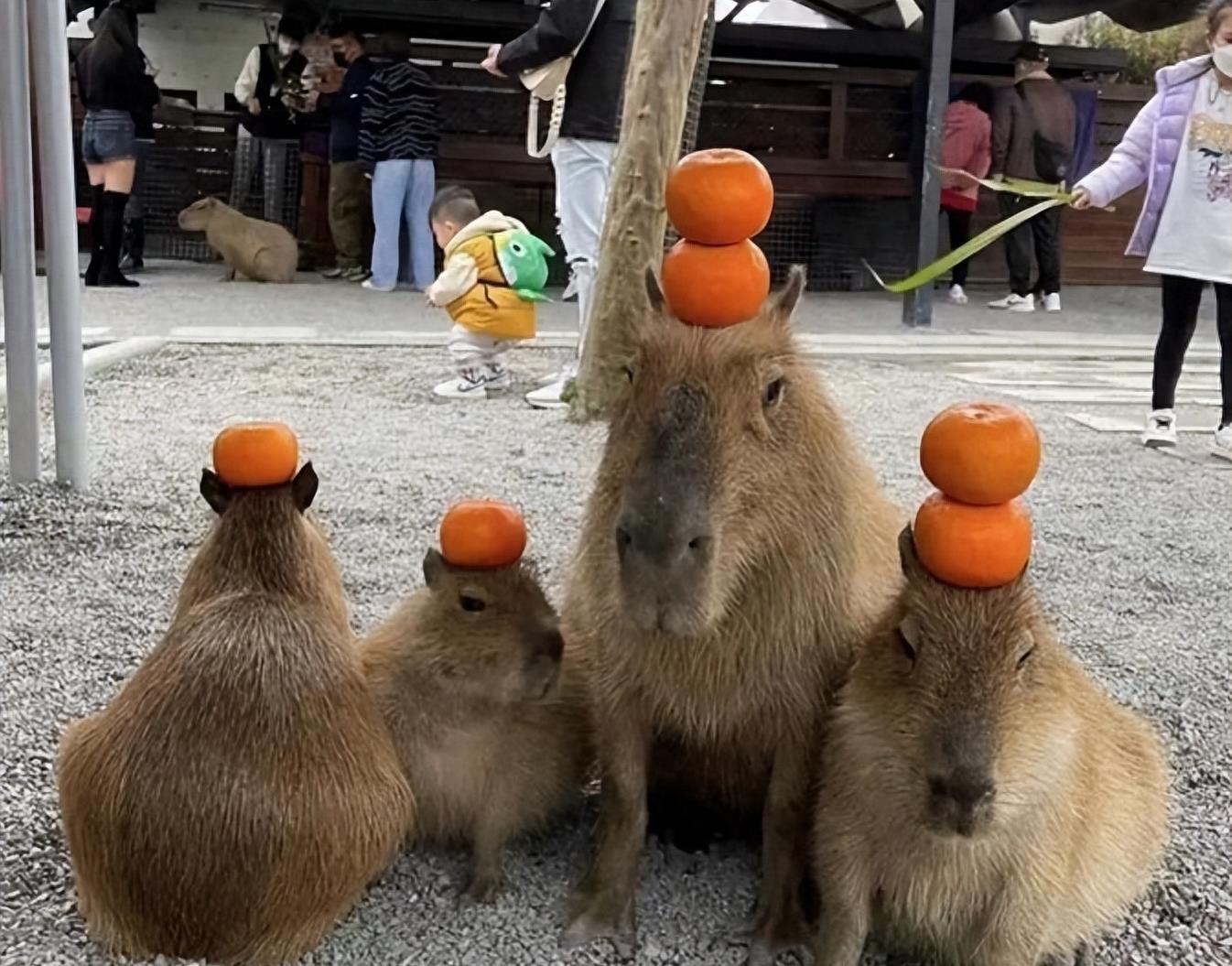 水豚喜欢一动不动,水豚为啥喜欢在水里