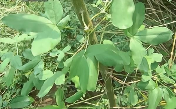 泰国国花长什么样,泰国金链花图片大全