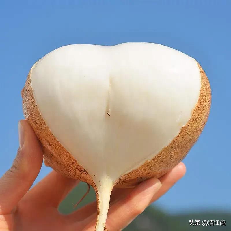 凉薯怎样播种,凉薯的种植时间和方法