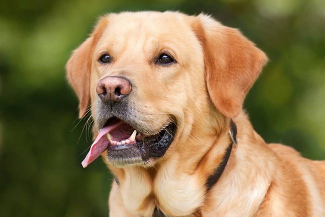 拉布拉多吃了就吐怎么回事,拉布拉多吃了又吐是什么原因