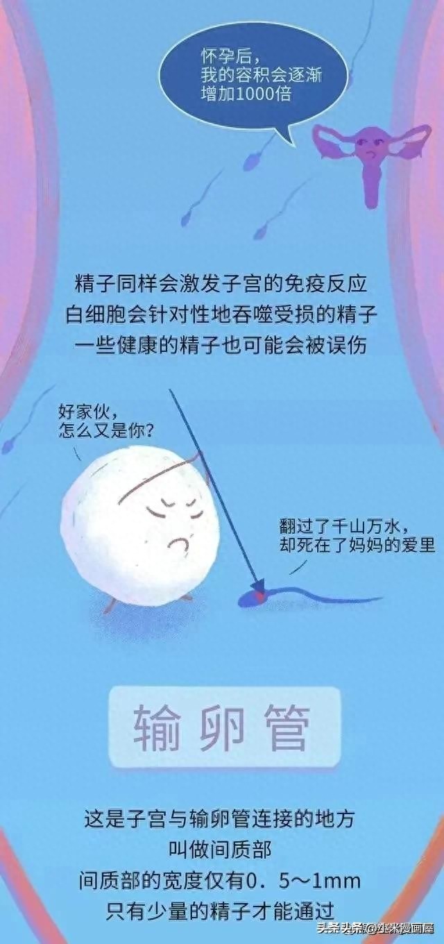 精子进入女性体内的24小时，都经历了什么？漫画