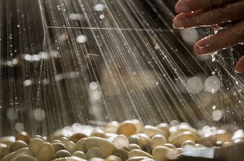 蚕到丝绸演变过程,蚕做丝绸的过程