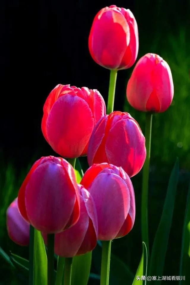 塞上四月，花博园的郁金香盛开时，别有一番情味