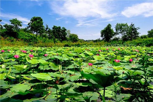 高原纪实文学,高原明珠纪录片