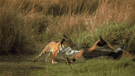 提高认知增长知识的高分纪录片,孩子必看的5部纪录片